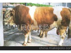 加盟牛羊養(yǎng)殖，純種肉牛，三元雜交牛