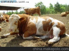 最近三元雜交牛