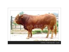 養(yǎng)殖夏洛萊牛，肉牛，利木贊牛，三元雜交牛