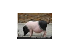 寵物豬 小香豬 巴馬香豬 原生態(tài)飼養(yǎng)香豬