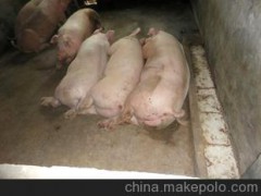 優(yōu)質(zhì)良雜豬--正宗寧鄉(xiāng)豬種