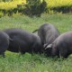 海南椰豬 供應(yīng)陽(yáng)新豬,新疆黑豬頭數(shù) 瘦肉型黑豬