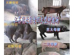 畢節(jié)今日內(nèi)江豬價格