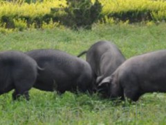 海南椰豬 供應(yīng)內(nèi)江豬,新疆黑豬頭數(shù) 瘦肉型黑豬