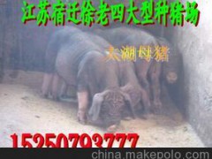 許昌今日內(nèi)江豬價格