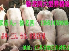 包頭今日內(nèi)江豬價格