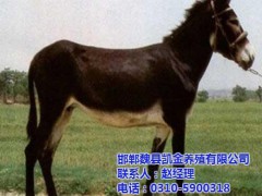 養(yǎng)驢場(chǎng) 凱金養(yǎng)殖場(chǎng)值得信賴(圖) 養(yǎng)驢場(chǎng)批發(fā)