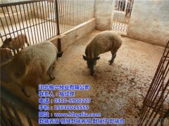 深州野豬養(yǎng)殖_格六野豬服務有保障