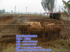 格六野豬綠色安全(在線咨詢)、野豬養(yǎng)殖