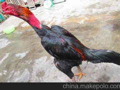 供應(yīng)純種斗雞、斗雞苗價(jià)格、斗雞報(bào)價(jià)