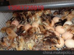 中國(guó)斗雞保種場(chǎng)、中原斗雞價(jià)格