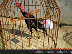 供應(yīng)憑祥小蘇極品越南斗雞