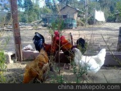 云南楚雄武定土雞（批發(fā)土雞苗回收成雞）
