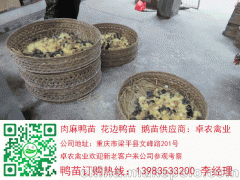 漢中鴨苗價(jià)格  漢中麻鴨苗批發(fā)與 養(yǎng)殖技術(shù)