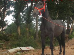 德州騎乘馬 婚慶用馬 旅游區(qū)用馬 影視用馬 伊犁馬 汗血馬