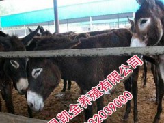 廣靈驢，廣靈驢價(jià)格，邯鄲凱金養(yǎng)驢場(chǎng)