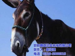 陽原養(yǎng)驢基地_凱金養(yǎng)殖場(chǎng)質(zhì)量完美