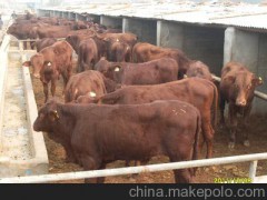 山西臨縣肉牛奶牛飼養(yǎng)技術(shù)圖解    肉牛養(yǎng)殖