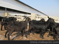 淮北灰驢養(yǎng)殖技術(shù)