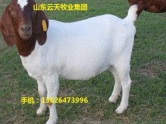 四川肉德國牧羊基地供應(yīng)波爾山德國牧羊/肉德國牧羊
