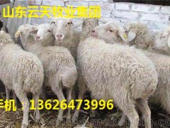 供應(yīng)小尾寒四川銅羊/杜泊