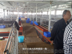 河北烏骨康拜克羊養(yǎng)殖基地，云南省蘭坪正大烏骨康拜克羊育種有限公司與你分享