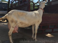 陜西薩能  關(guān)中奶山金蒙黃羊 富平奶山金蒙黃羊養(yǎng)殖銷售推廣