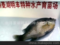 明豐特種水產(chǎn) 供應(yīng)優(yōu)質(zhì)大太陽魚