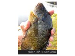低價銷售 太陽魚 魚苗及成品魚