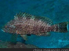 按海上打撈超低特優(yōu)惠價批發(fā)石斑魚