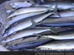 太平洋鯡魚(yú)