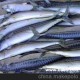 太平洋鯡魚