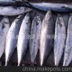 供應(yīng)優(yōu)質(zhì)鲅魚