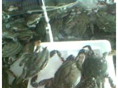 供應鲅魚 大連海鮮 鲅魚活海鮮，大連海產