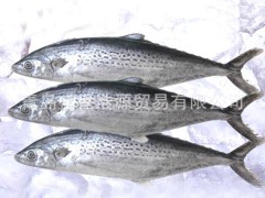 供應各種優(yōu)質(zhì)水產(chǎn)品 鲅魚