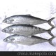 供應(yīng)各種優(yōu)質(zhì)水產(chǎn)品 鲅魚