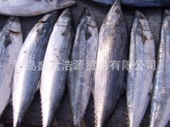 供應各種水產(chǎn)品 鲅魚
