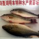 優(yōu)質(zhì)特價(jià)加州鱸魚