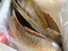 國(guó)慶熱銷 供應(yīng)鮮活大鱸鮑魚/海鱸魚 預(yù)購(gòu)從速