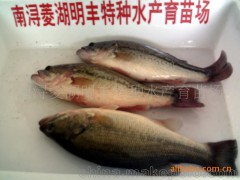 加州鱸魚2~3厘米的規(guī)格苗
