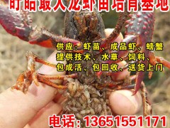 盱眙龍蝦苗 小龍蝦種苗批發(fā) 養(yǎng)殖基地 養(yǎng)殖技術 包回收