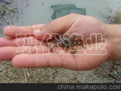 溧陽江蟹苗