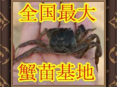 蟹苗 蟹苗批發(fā) 遼寧較大的江蟹養(yǎng)殖基地 遼A基地批發(fā)優(yōu)質(zhì)蟹苗