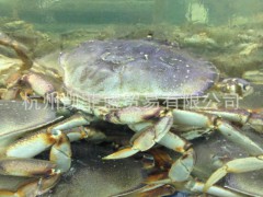 批發(fā)珊隱蟹腿、海鮮批發(fā) 海產(chǎn)品批發(fā)