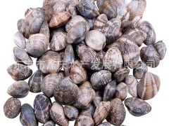 品質(zhì)保證 專業(yè)供應(yīng)優(yōu)質(zhì)水產(chǎn)品 鮮活雜色蛤 歡迎訂購(gòu)