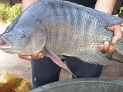 山西魚苗養(yǎng)殖 年豐魚苗場(chǎng)(圖)