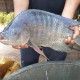 山西魚苗養(yǎng)殖 年豐魚苗場(圖)