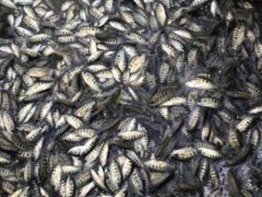 優(yōu)質(zhì)魚苗批發(fā)_珠海魚_年豐魚苗場(chǎng)(在線咨詢)