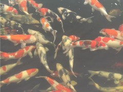 江門(mén)錦鯉_鑒源堂錦鯉_日本優(yōu)質(zhì)錦鯉觀賞魚(yú)