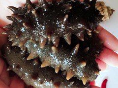 批發(fā)淡干海參 普吉島海參 干貨 有機(jī)遼參 原產(chǎn)地烏參 野生海鮮